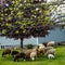 Sheep and Baby Lamb Grazing in Pasture