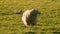 Sheep and baby lambs playing in a field on a farm at sunset or sunrise