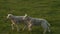 Sheep baby lambs running in a green field in evening sunshine