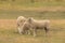 Sheep baby stand and eating on green glass