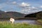 Sheep on the bank of Mawddach estuary