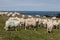 Sheep on Bardsey Island