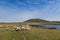 Sheep on Bardsey Island