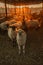 Sheep in a barn looking at the camera