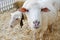 Sheep in a barn standing on hay