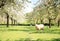 A sheep in the beautiful orchard