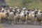 Sheep Being Driven Along a Lane.