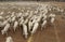 sheep being hand fed corn on an outback sheep station