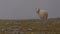 Sheep with bell and red as well as purple colored marking on meadow looking at camera through the fog.