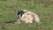 Sheep with big horns ,Buck - ram, on the Isle of Skye - Scotland