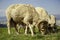 Sheep with big horns graze on a meadow in the mountains