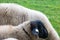 Sheep with black head: German species of domestic sheep