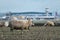 A sheep bleats whilst grazing on land where a new second runway is proposed to be built at London Gatwick Airport