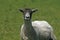 Sheep in Bodmin Moor, Cornwall