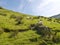 Sheep boulder and grass tussocks on hillside