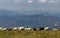 Sheep on the boundless Carpathian meadows. Svidovets mountain massif, Carpathians, Ukraine.