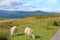 Sheep in the Brecon Beacons