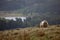 Sheep in the Brecon Beacons