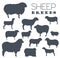 Sheep breed icon set. Farm animal. Flat design