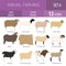 Sheep breed icon set. Farm animal. Flat design