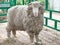 Sheep of breed - Soviet merino