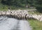 Sheep breeding and nomadic shepherds in Romania