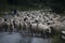 Sheep breeding and nomadic shepherds in Romania