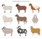 Sheep breeds collection 12. Farm animals set. Flat design