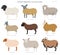 Sheep breeds collection 4. Farm animals set. Flat design