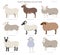 Sheep breeds collection 4. Farm animals set. Flat design