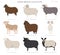 Sheep breeds collection16. Farm animals set. Flat design