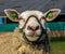 Sheep with a bridle close-up