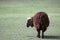 Sheep brown cute standing on the grass, alone sheep on the meadow