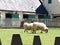 Sheep at Busch Gardens in Virginia