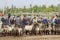 Sheep buyers and sellers, Sunday Livestock Bazaar, Kashgar, Chin