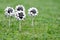 Sheep cake pops on grass: delicious funny animal cake pops for celebration and party