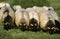 Sheep called Manech a Tete Noire, a French Breed, Herd eating Grass