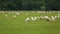 Sheep and cattle animals grazing in meadow, farming business in rural area