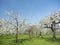Sheep and cherry blossom spring orchard under blue sky in the netherlands