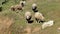 Sheep chewing grass on a meadow.