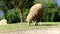 Sheep chewing grass on a meadow.