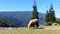 Sheep chewing grass on a meadow.