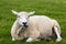 Sheep chewing grass and relaxing convenienly on a green meadow, Dingle, Ireland