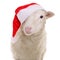 Sheep in Christmas clothes