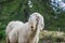 Sheep in Cinque Torri, Cortina D`Ampezzo, Dolomites, Italy