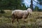 Sheep in Cinque Torri, Cortina D`Ampezzo, Dolomites, Italy