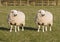 Sheep Cloning