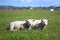 Sheep close up, Iona island