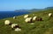 Sheep at coastline