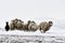 Sheep in cold white winter landscape